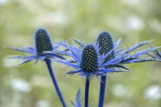 Eryngium planum, blue hobbit, sea holly, thistle, Münsterland, North Rhine-Westphalia, Germany,