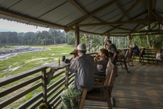 Tourists observe forest elephants (Loxodonta cyclotis) in the Dzanga Bai forest clearing,