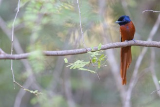 Senegal Paradise Flycatcher, (Terpsiphone rufiventer), Brufut woods, Brufut, South Bank, Gambia,