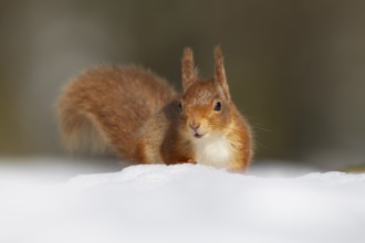 Red squirrel (Sciurus vulgaris) adult animal searching for food in snow in winter, Scotland, United