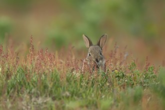 Rabbit (Oryctolagus cuniculus) wild juvenile baby animal in grassland with red summer flowers,