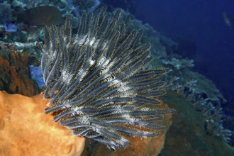 Bennett's hairstar (Anneissia bennetti) in deep sea with blue background, dive site Toyapakeh, Nusa