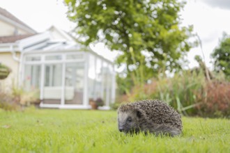 European hedgehog (Erinaceus europaeus) adult animal on a garden grass lawn with an urban house in