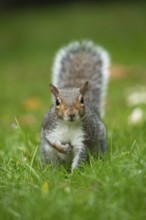 Grey squirrel (Sciurus carolinensis) adult animal on a garden grass lawn, England, United Kingdom,