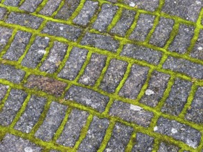 Moss growing between the symmetrical joints of a garden path, island of Texel, Holland