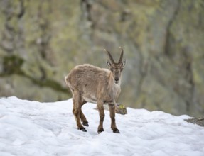 Alpine ibex (Capra ibex), in the snow, Mont Blanc massif, Chamonix, France, Europe