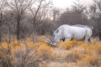 Southern white rhinoceros (Ceratotherium simum simum), rhino among flowers in the evening light,