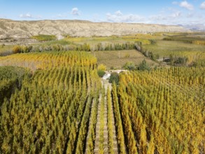 European Aspen (Populus tremula) in autumnal colours. Cultivated for timber. Aerial view. Drone