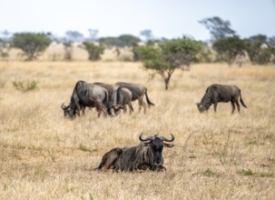 Blue wildebeests (Connochaetes taurinus) in dry grass, African savannah, Kruger National Park,