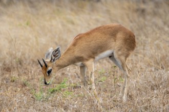 Steenbok (Raphicerus campestris), feeding, adult male, Kruger National Park, South Africa, Africa