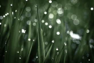 Blades of grass in detail with dewdrops, Mindelheim, Bavaria, Germany, Europe