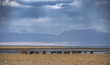 A herd of horses grazing in a meadow by the Song Kul mountain lake, Naryn region, Kyrgyzstan, Asia