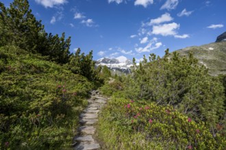 Mountain landscape with hiking trail between blooming alpine roses, behind summit Großer Mörcher,