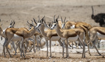 Herd of springbok (Antidorcas marsupialis) at a waterhole, Nebrowni Waterhole, Etosha National