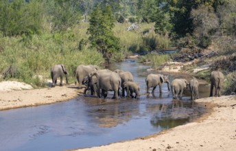 African elephant (Loxodonta africana), group crossing a river, Kruger National Park, South Africa,