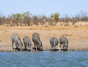 Plains zebras (Equus quagga) drinking at a waterhole, savannah with orange-coloured sand, Okavao