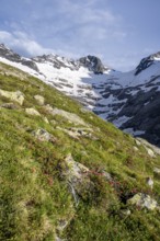 Mountain landscape with blooming alpine roses in the evening light, mountain basin with snow and