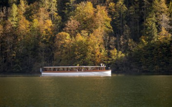 Tourist boat on the Königssee, yellow coloured trees, autumnal mountain forest at the lake,