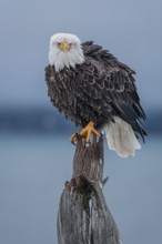 Bald eagle, Haliaeetus leucocephalus, sitting, adult, winter, Homer, Alaska, USA, North America