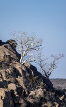 Leafless trees growing on a rocky barren hill, tree with white bark, Hobatere Concession, Namibia,