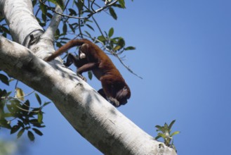 Colombian red howler monkey, Alouatta seniculus, in a tree, Amazon basin, Brazil, South America