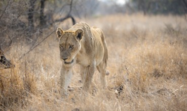 Lion (Panthera leo), adult female, walking through dry grass, African savannah, Kruger National