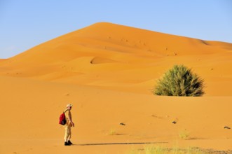 Man (50-55), desert trekking, Erg Chebbi, Morocco, Africa