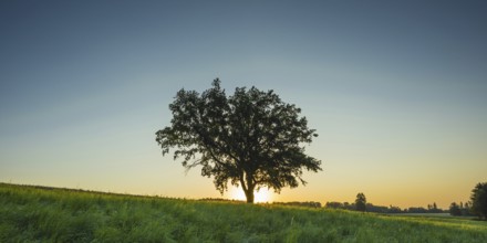 Old English oak (Quercus robur), Swabian Alb, Baden-Württemberg, Germany, Europe