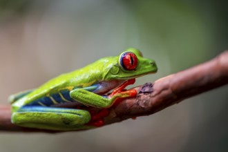 Red-eyed tree frog (Agalychnis callidryas), sitting on a branch, Heredia province, Costa Rica,