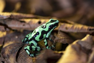 Green and black poison dart frog (Dendrobates auratus) on a leaf, Heredia Province, Costa Rica,