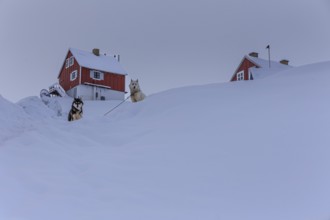 Typical Greenlandic houses in deep snow, Greenland dogs, Husky, Winter, Tasiilaq, East Greenland,