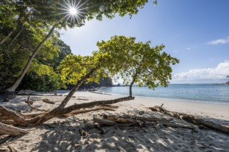 Idyllic tropical sandy beach, Playa Escondida, Sun Star, Manuel Antonio National Park, Puntarenas