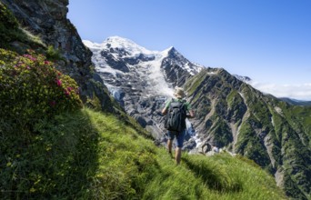 Mountaineer between alpine roses on a hiking trail, impressive mountain landscape with glacier,