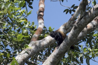 Black headed uakari, Cacajao melanocephalus, Amazon basin, Brazil, South America