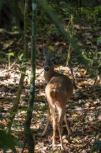 White-tailed deer (Odocoileus virginianus), two females in the rainforest, Manuel Antonio National