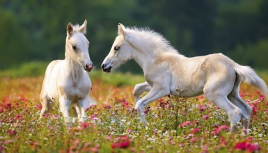 AI generated, Two young white foals playing on a flower meadow, Studio, AI generated