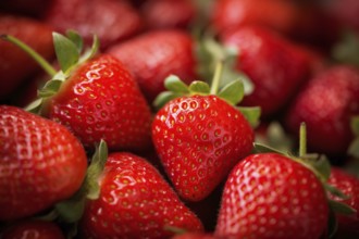 Close up of fresh strawberry fruits. KI generiert, generiert AI generated