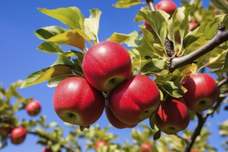 Red ripe apples growing on tree with blue sky in background. KI generiert, generiert, AI generated