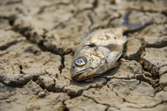 Dead fish on cacked dried up earth. Global warming and water scarcity concept. KI generiert,