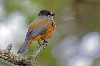 Siberian jay (Perisoreus infaustus, Corvus infaustus) perched in spruce tree in autumn forest,