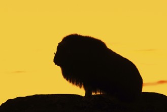 Muskox (Ovibos moschatus) solitary cow, female silhouetted against orange sunset sky in autumn,