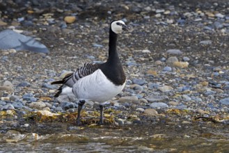 Barnacle goose (Branta leucopsis) calling from gravel shore in summer on Svalbard, Spitsbergen