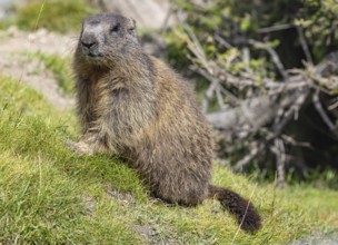 Alpine marmot (Marmota marmota) . Obergoms, Canton Valais, Switzerland, Europe