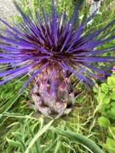 Artichoke, true artichoke (Cynara scolymus)