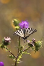 Sail butterfly (Iphiclides podalirius), on a flower of a thistle (Cirsium arvense), in a vineyard,