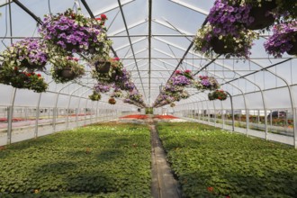 Rows of mauve Petunias in hanging baskets plus red flowering Pelargonium 'Eric Hoskins', Geranium