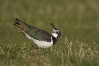 Northern lapwing (Vanellus vanellus) adult bird on grassland, England, United Kingdom, Europe