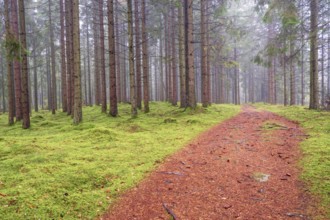 Hiking path in a spruce forest tree trunks with green moss on the forest floor and mist