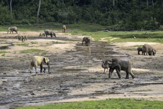 African forest elephants (Loxodonta cyclotis) in the Dzanga Bai forest clearing, Dzanga-Ndoki