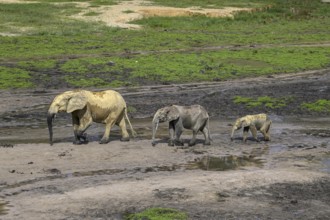 African forest elephants (Loxodonta cyclotis) in the Dzanga Bai forest clearing, Dzanga-Ndoki